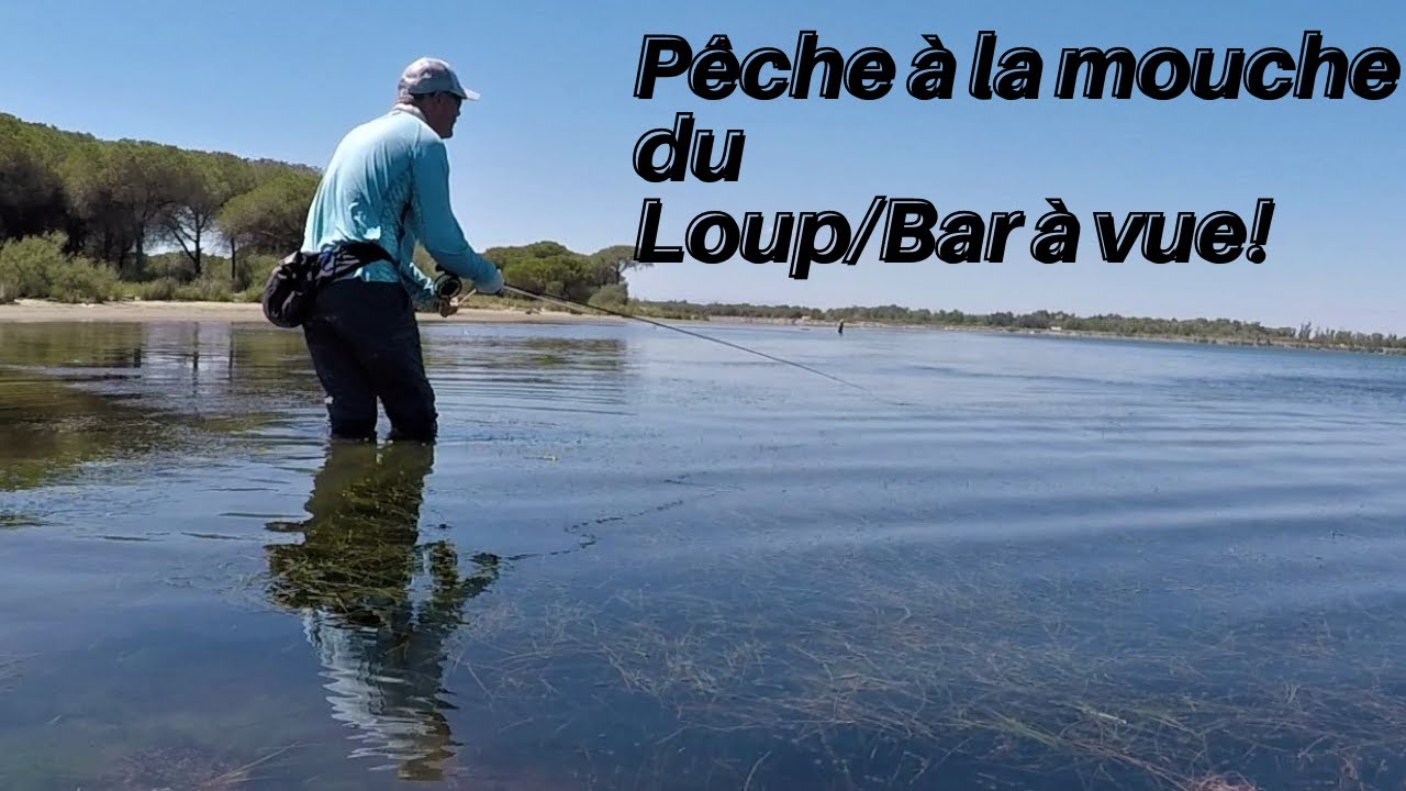 Pêche à la mouche du Loup/Bar à vue en Camargue ( Méditerranée). Seabass on fly.