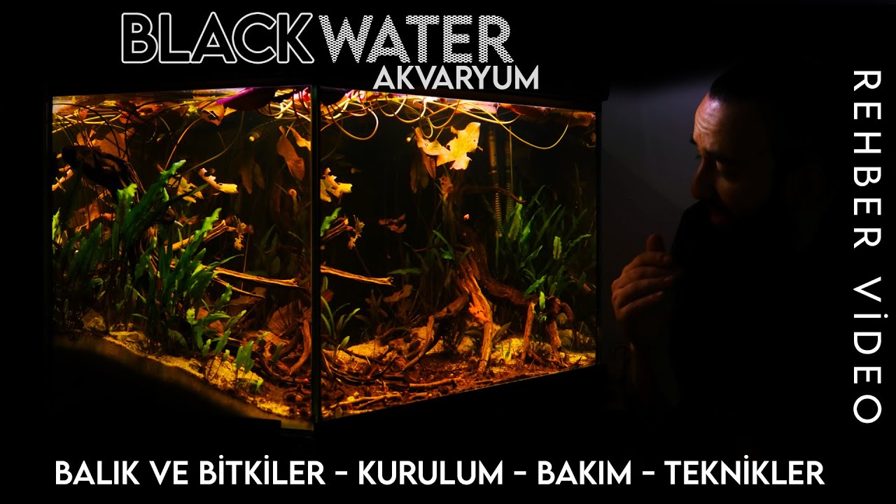 Doğal Blackwater Akvaryumlar Hakkında HERŞEY! DETAYLI REHBER BİLGİ | BAKIM TEKNİKLERİ | İPUÇLARI