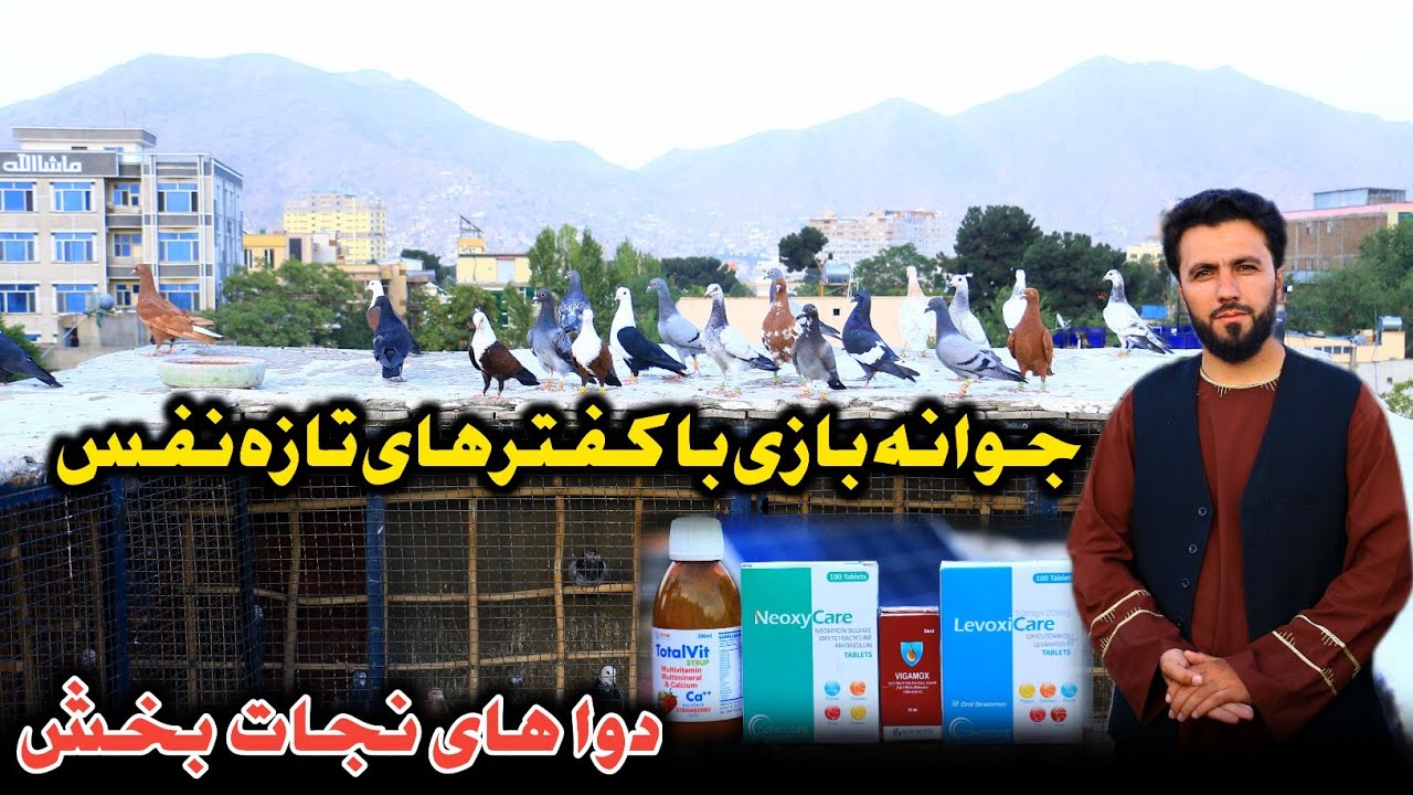 کمال و هنر شوق|جوانه بازی با کفترهای تازه نفس|دوا های نجات بخش برای امراض کفتر در فصل گرما|ستاره گشت
