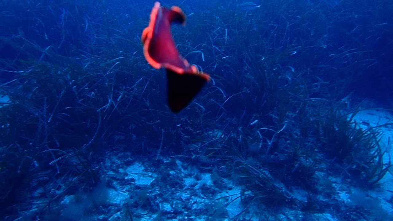 spanish dancer on dive site, Montremian,
