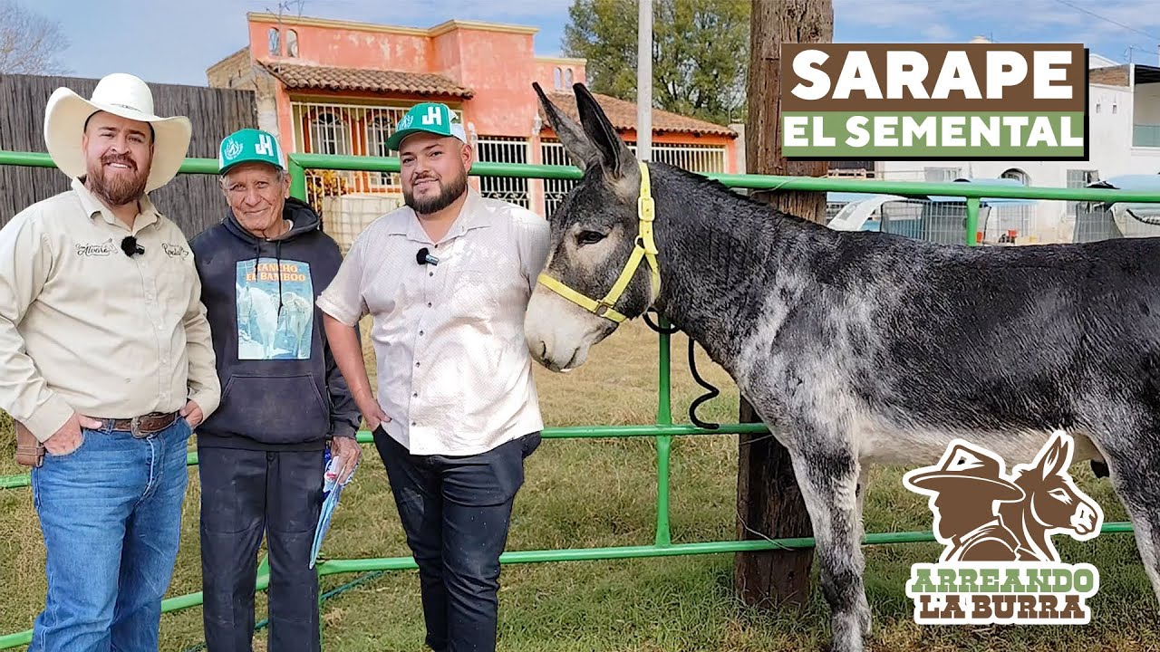 Sarape, el Burro Semental que Domina el Rancho el Bambú