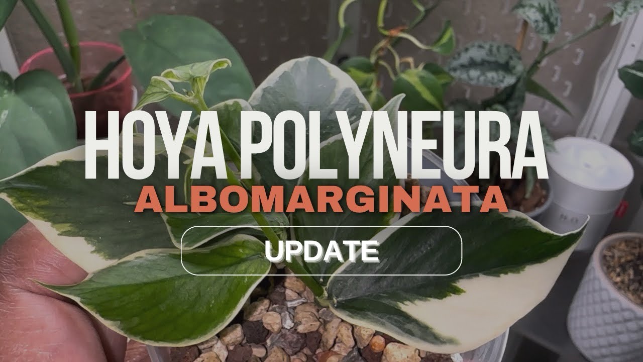 HOYA POLYNEURA ALBOMARGINATA UPDATE