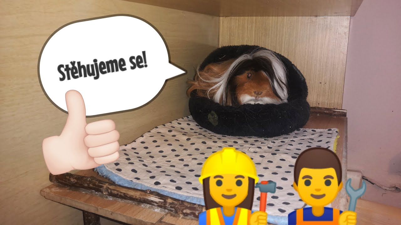 Nové bydlení pro morčata | Píďa a Bej