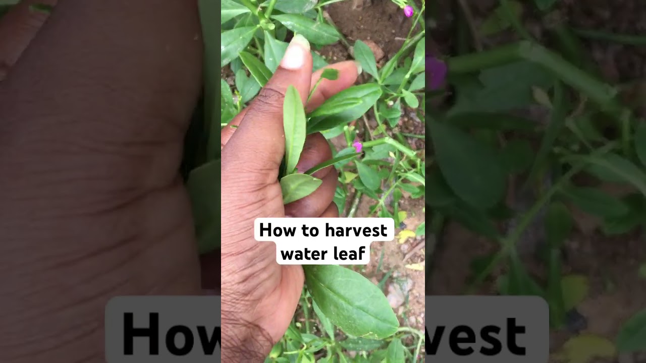 How to harvest waterleaf from garden 
