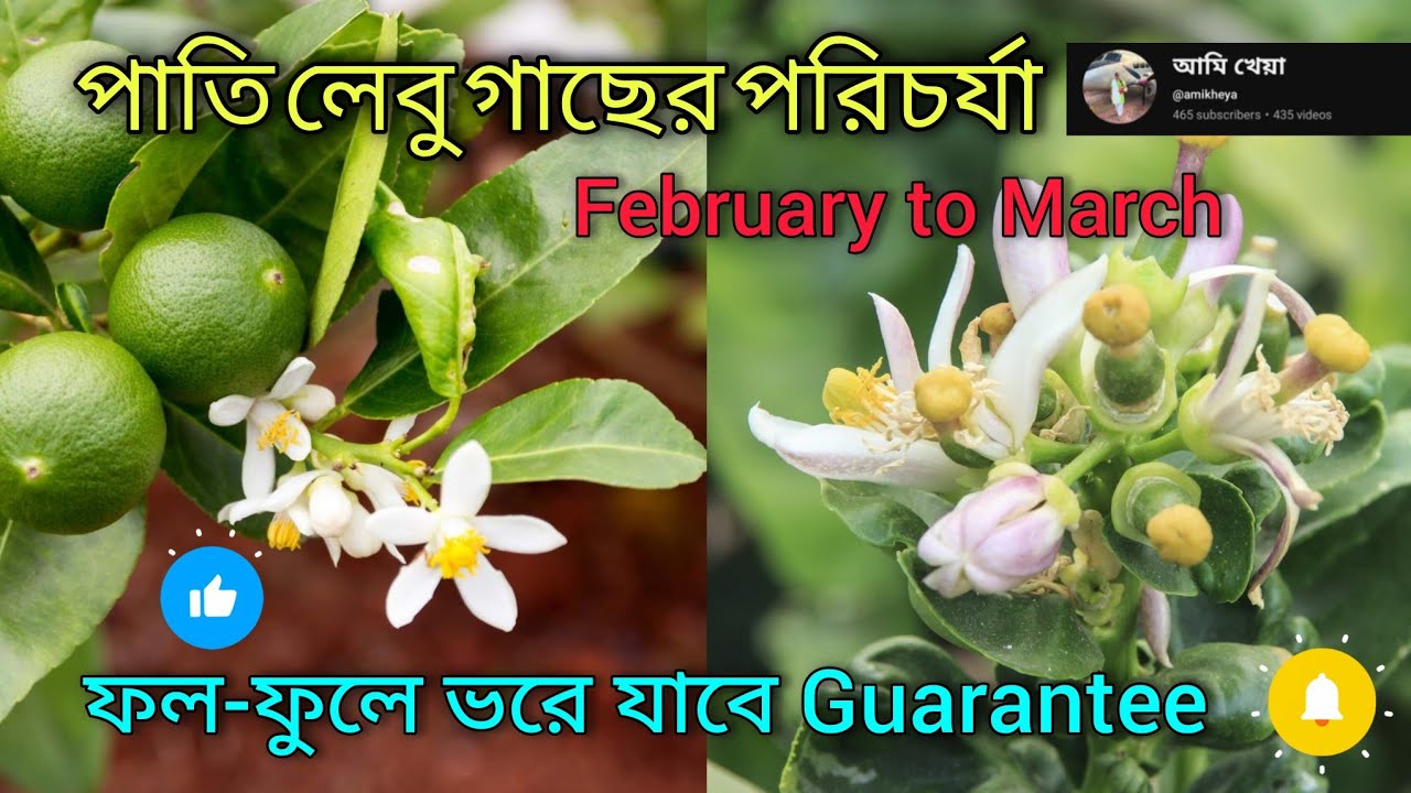 November  থেকে February মাস পর্যন্ত লেবু 🍋 গাছে কি কি পরিচর্চা। গাছে ফুল, বুটি ভোরে যাবে ||
