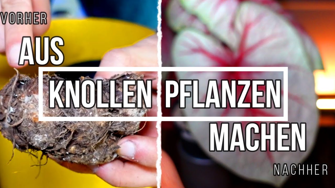 Caladium Colocasia von Knolle zur Pflanze - richtige Pflege und Blüten