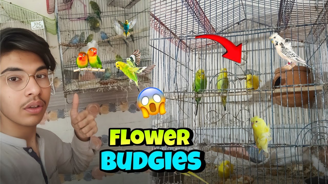 Flower Budgies Ko Big Cage Ma Shift Krdiya 😍 Budgies Babies Problem 
