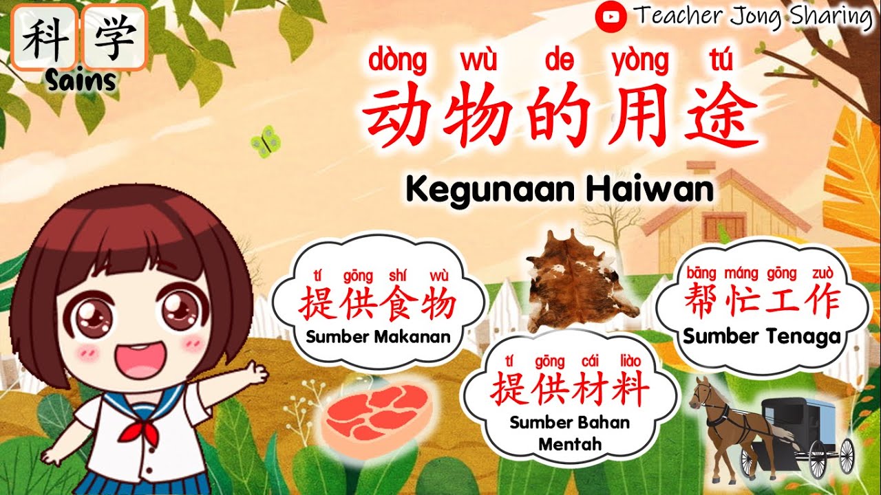 科学 Sains Awal | 动物的用途 Kegunaan Haiwan