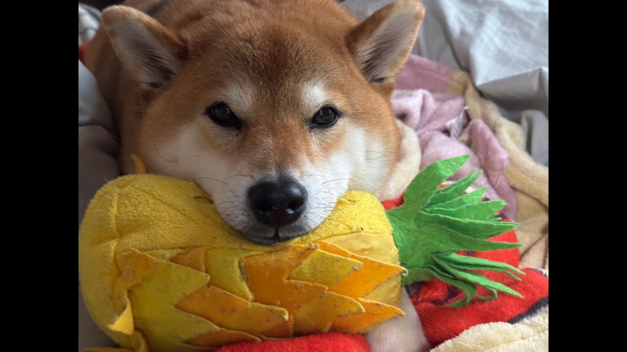 朝の空気がいちばん気持ちいい🐕日岡山公園さんぽ