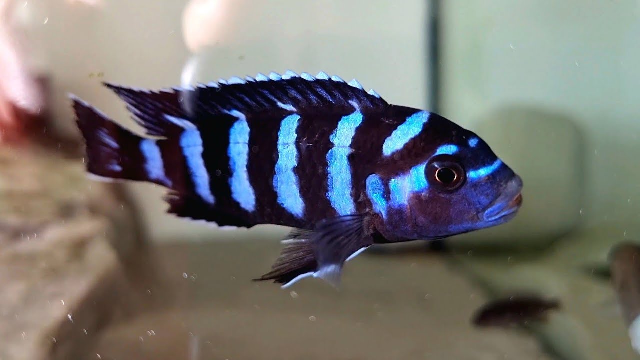 Chindongo Demasoni. A tutorial on how to never fail.