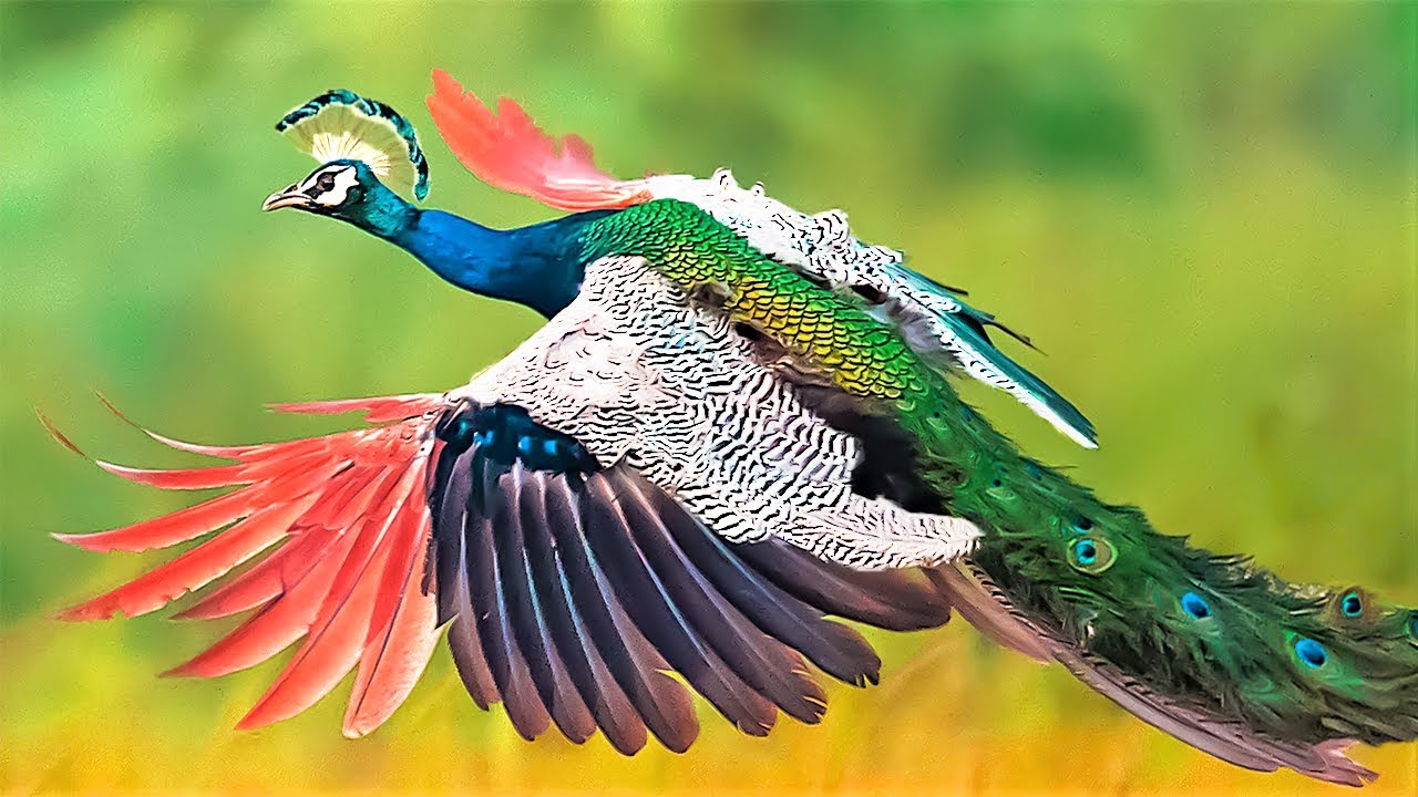 10 Most Beautiful Peacocks in the World