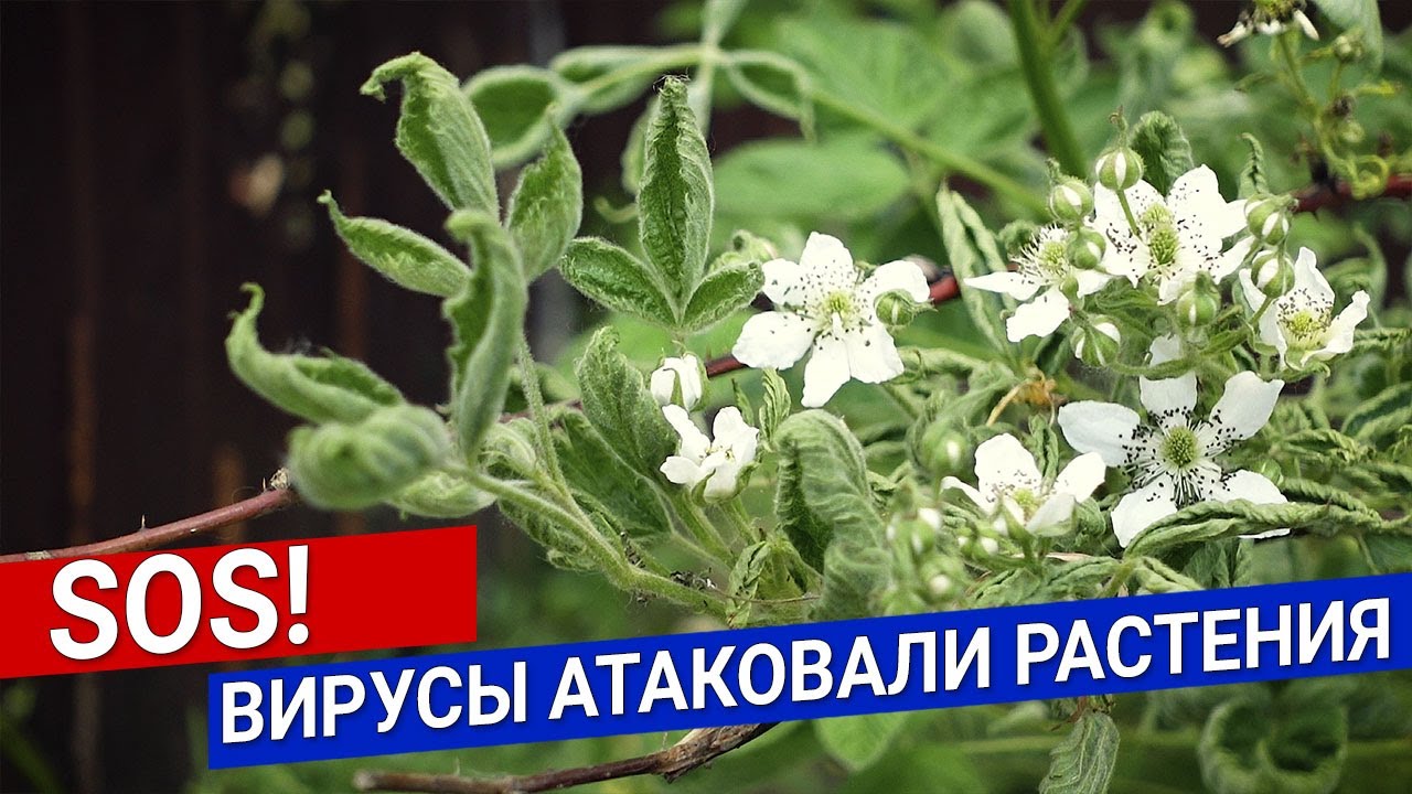 SOS!  Вирусы атаковали растения