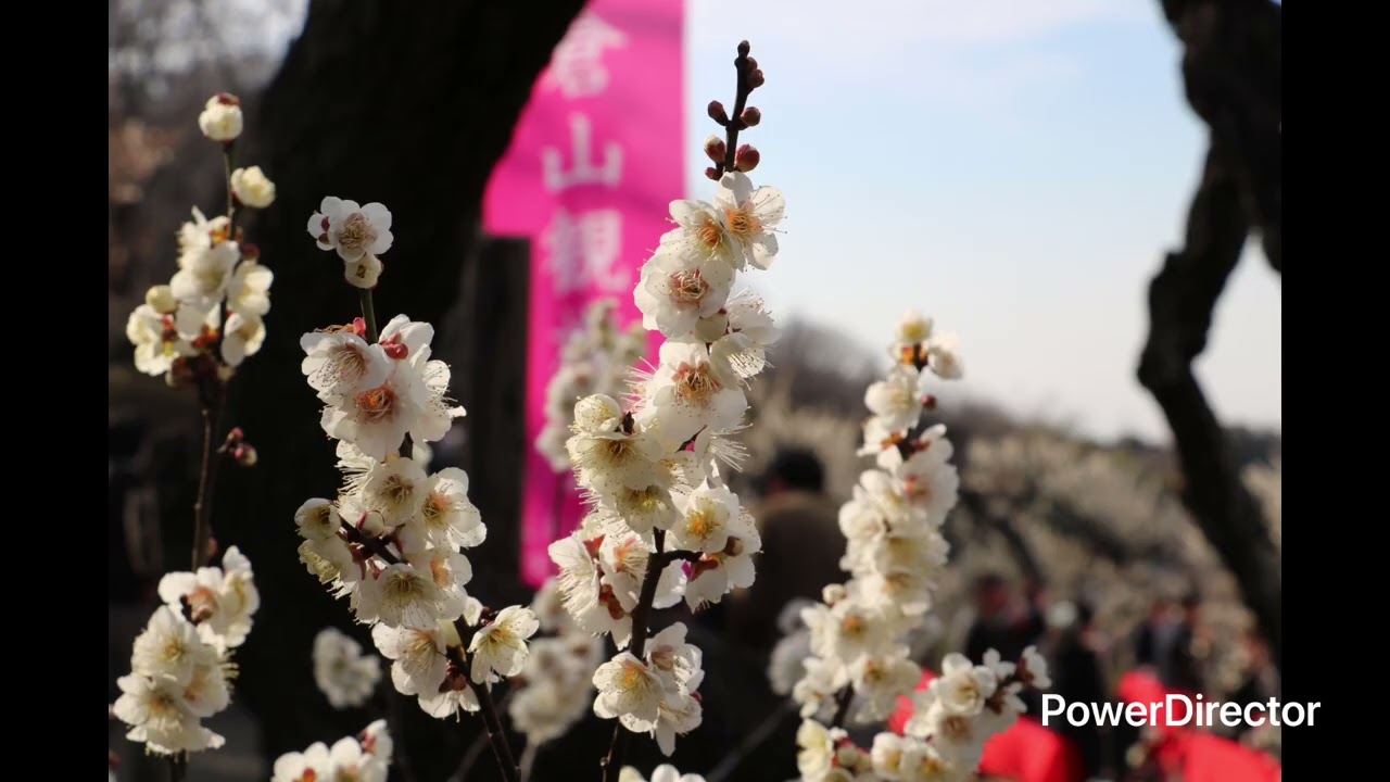 大倉山公園の梅祭り2026