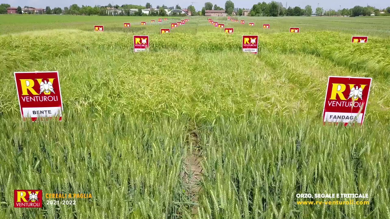ORZO, SEGALE e TRITICALE 2021 - RV VENTUROLI