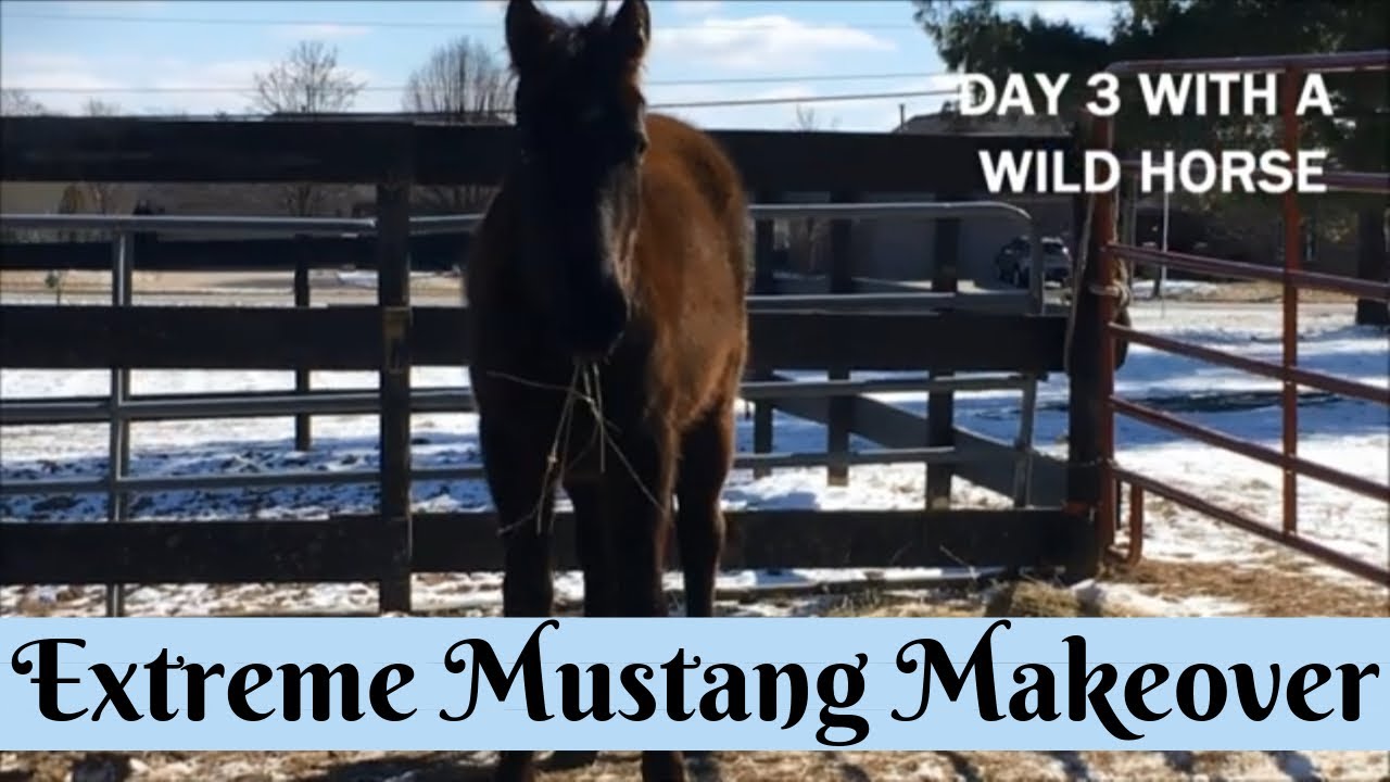 Day 3 ll Mustang Diva || Youth Extreme Mustang Makeover