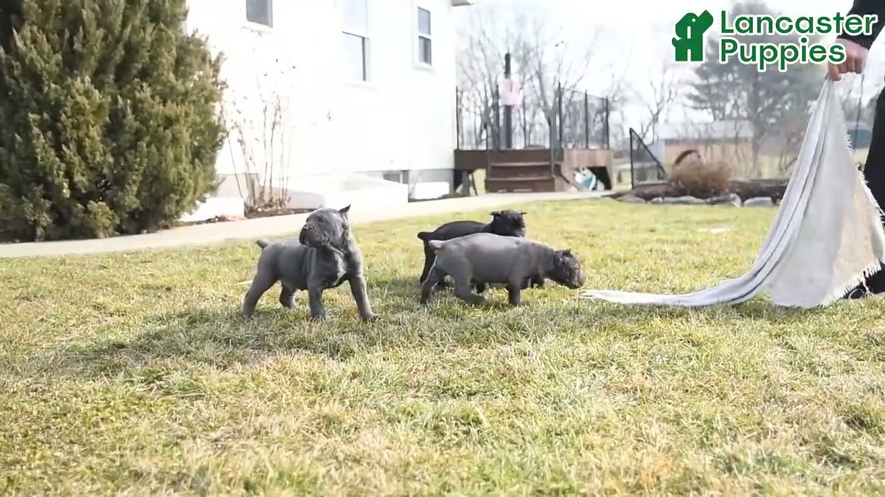 Beautiful Cane Corso Puppies