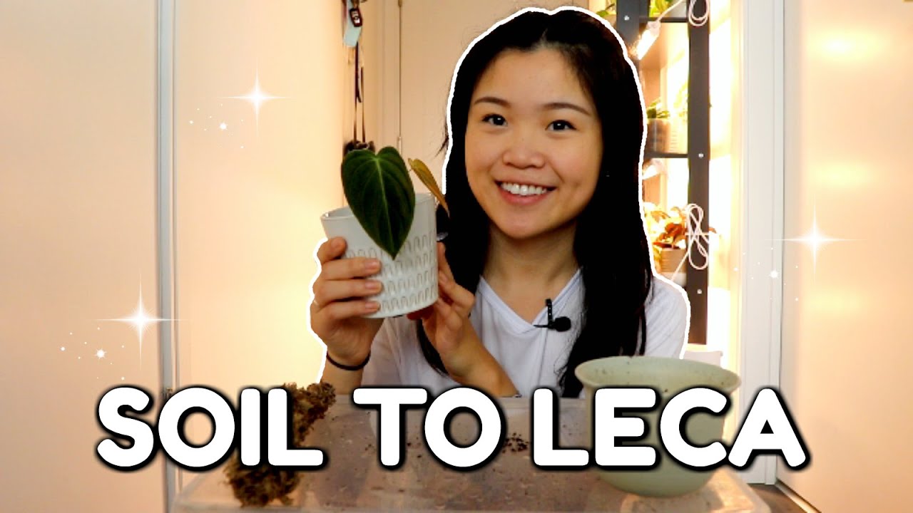 Transferring my Philodendron Melanochrysum into LECA (Semi Hydroponics)