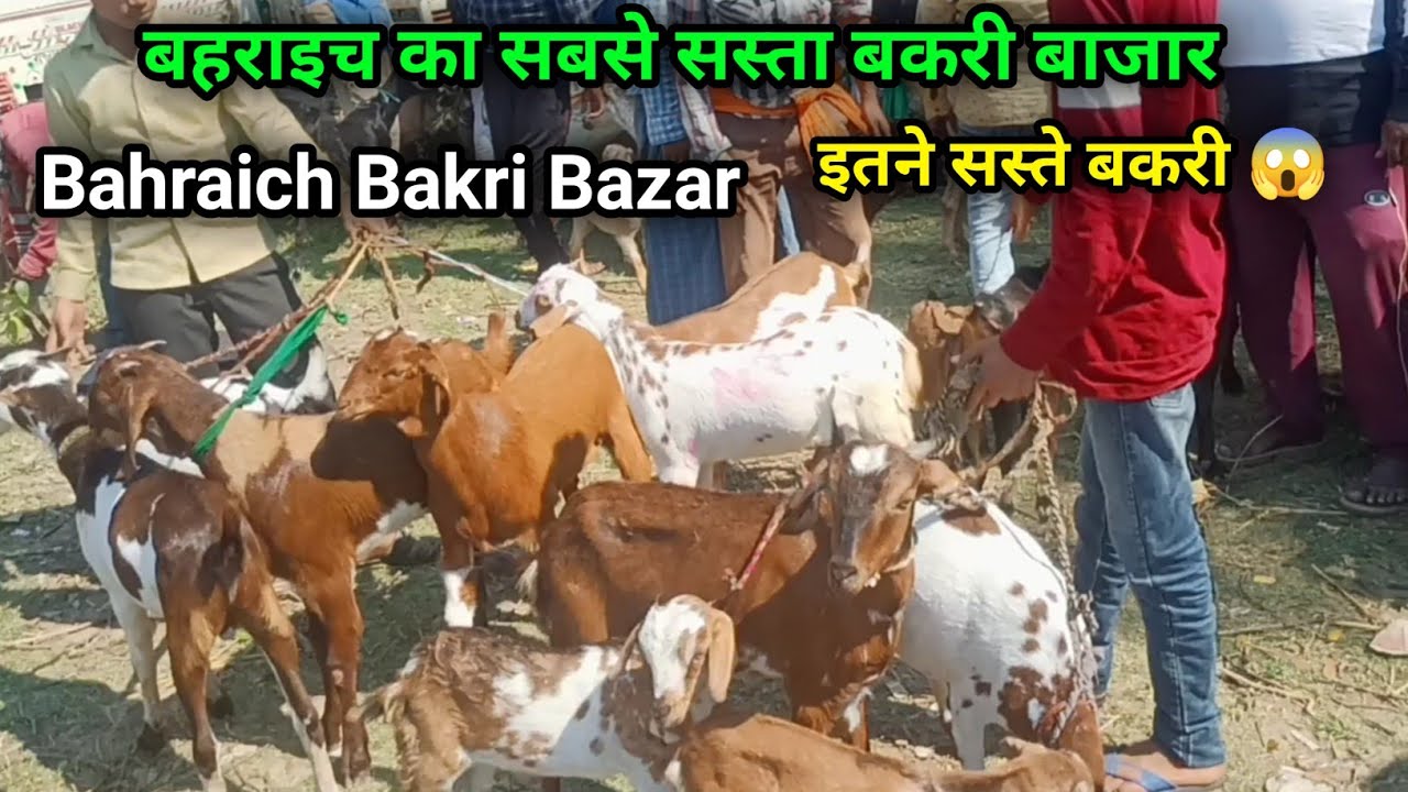 Bahraich Bakri Bazar | Bahraich ka sabse sasta Bakri bazar | Bakri bazar Bahraich