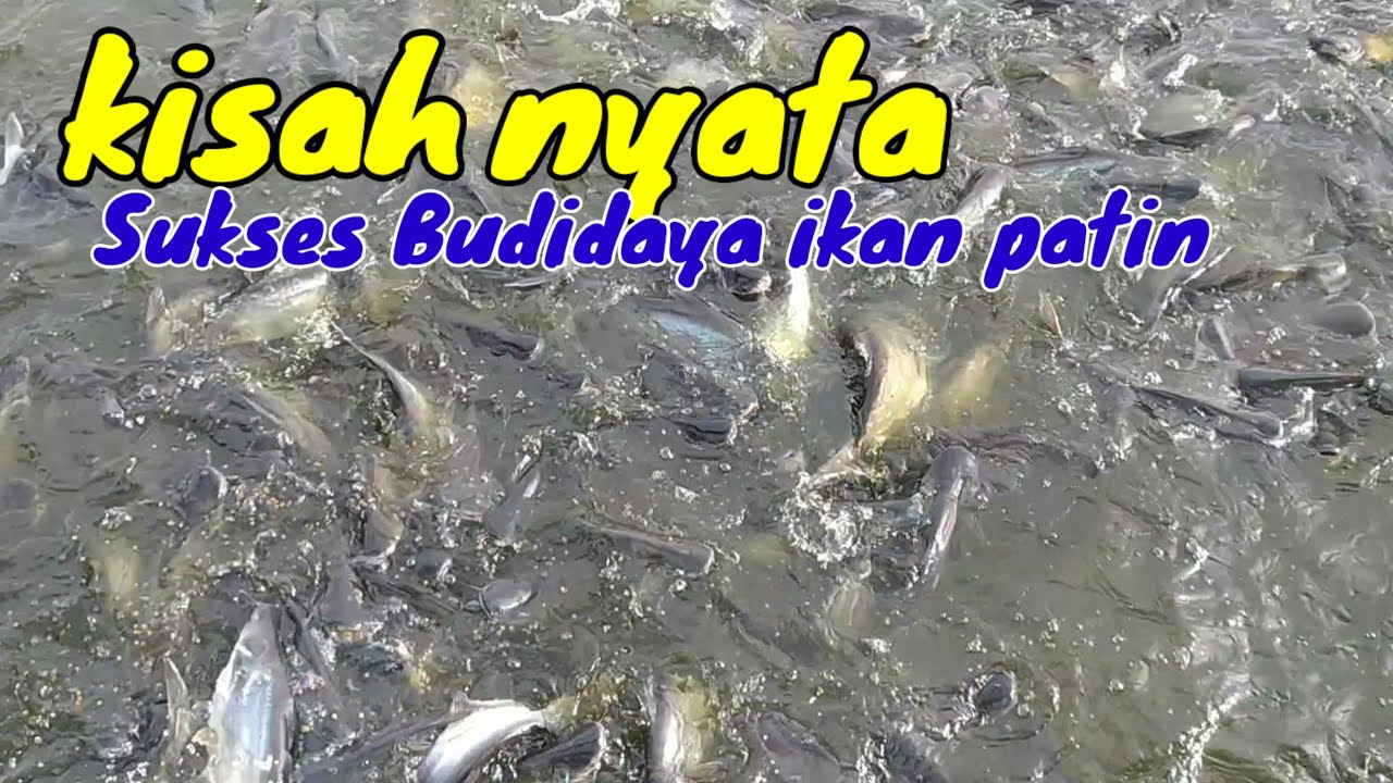 Awalnya Bingung kerja,,, sepulang jadi TKI kini Sukses budidaya ikan patin
