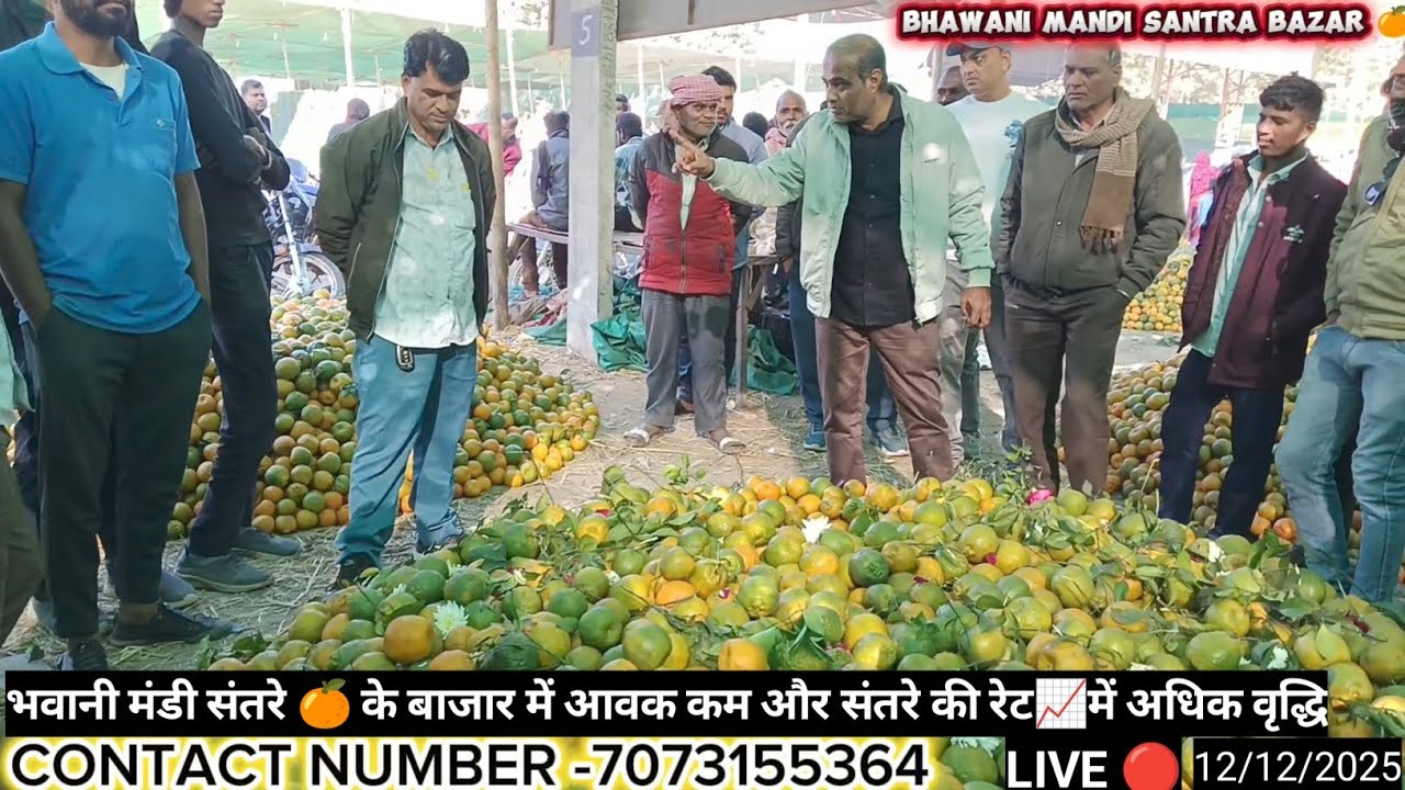 📅12 दिसंबर 2025 | आज संतरे की आवक कम… रेट में धमाकेदार उछाल 🍊📈 तगड़ी बोली लगी!