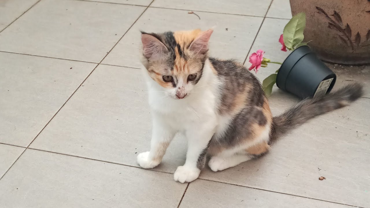 Time Machine Cats !!!! Longest Daily Cat's Story