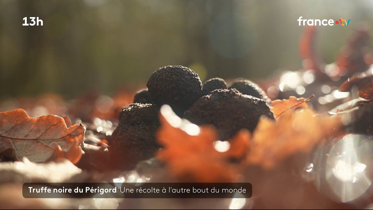 Gastronomie : en Australie, la truffe noire du Périgord prend racine