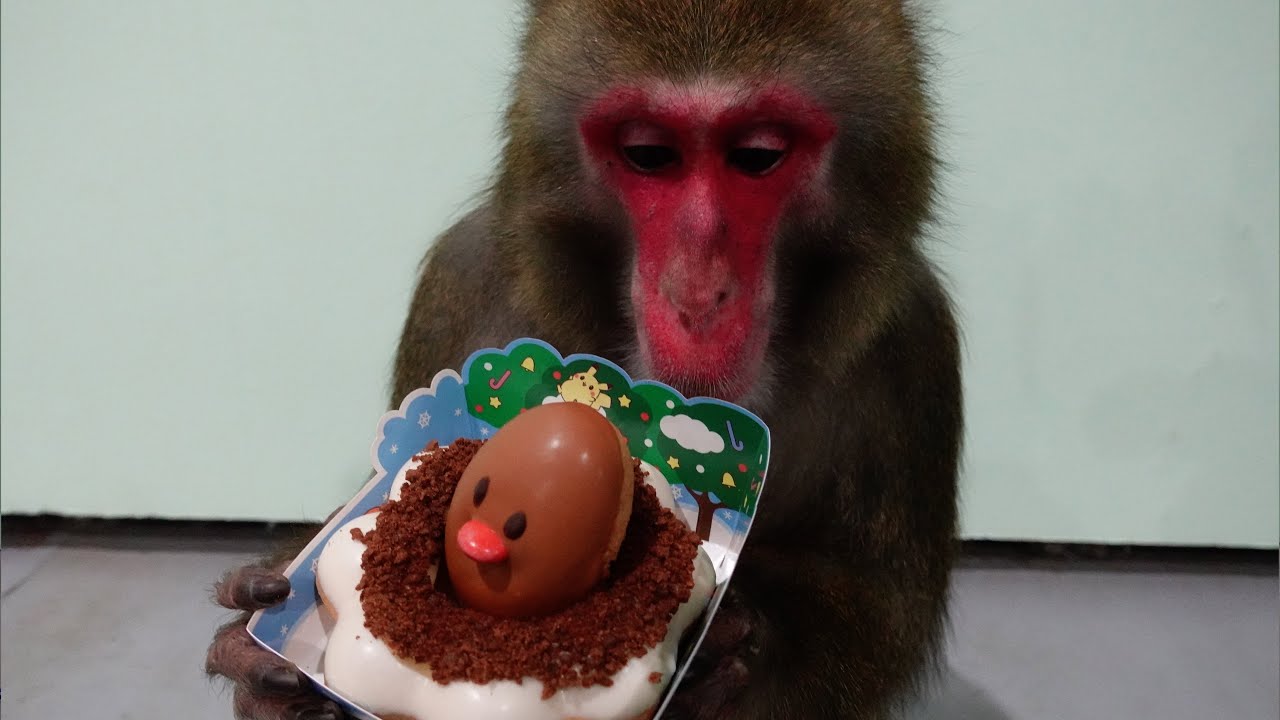カイくん、ついにミスドのディグダを手にいれる