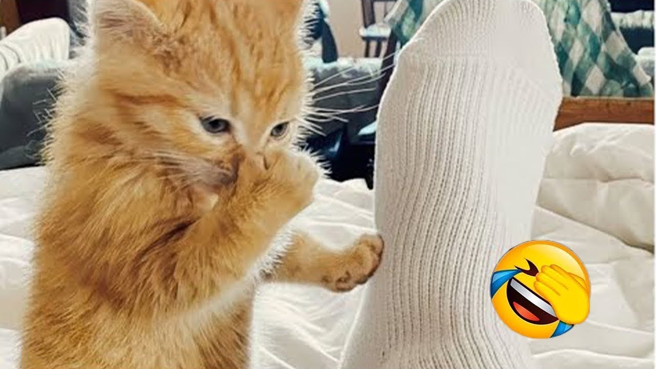 CATS you will remember and LAUGH all day! 😹