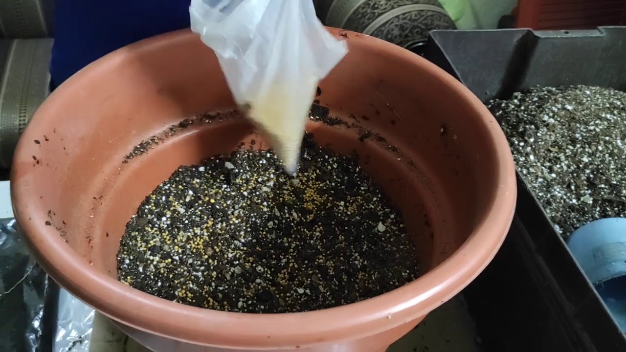 sin raíces secundarias en rosa del desierto