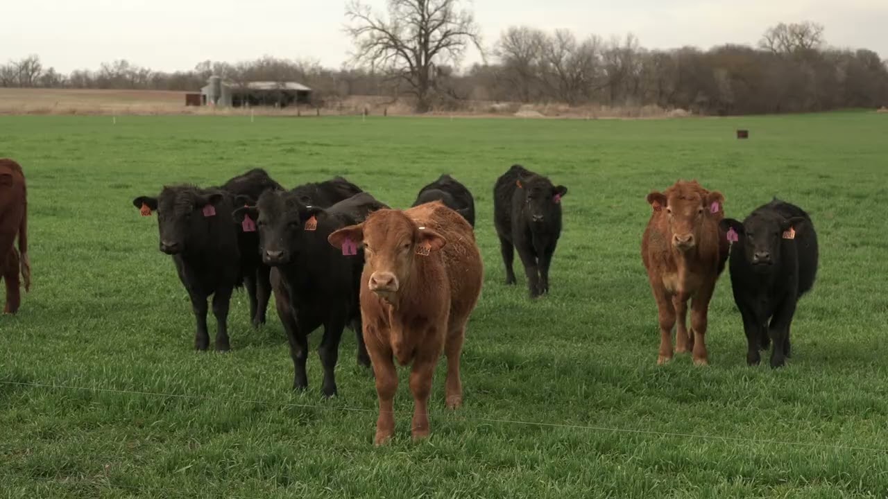 How High Can Beef Prices Go? 📈 OSU Market Insights