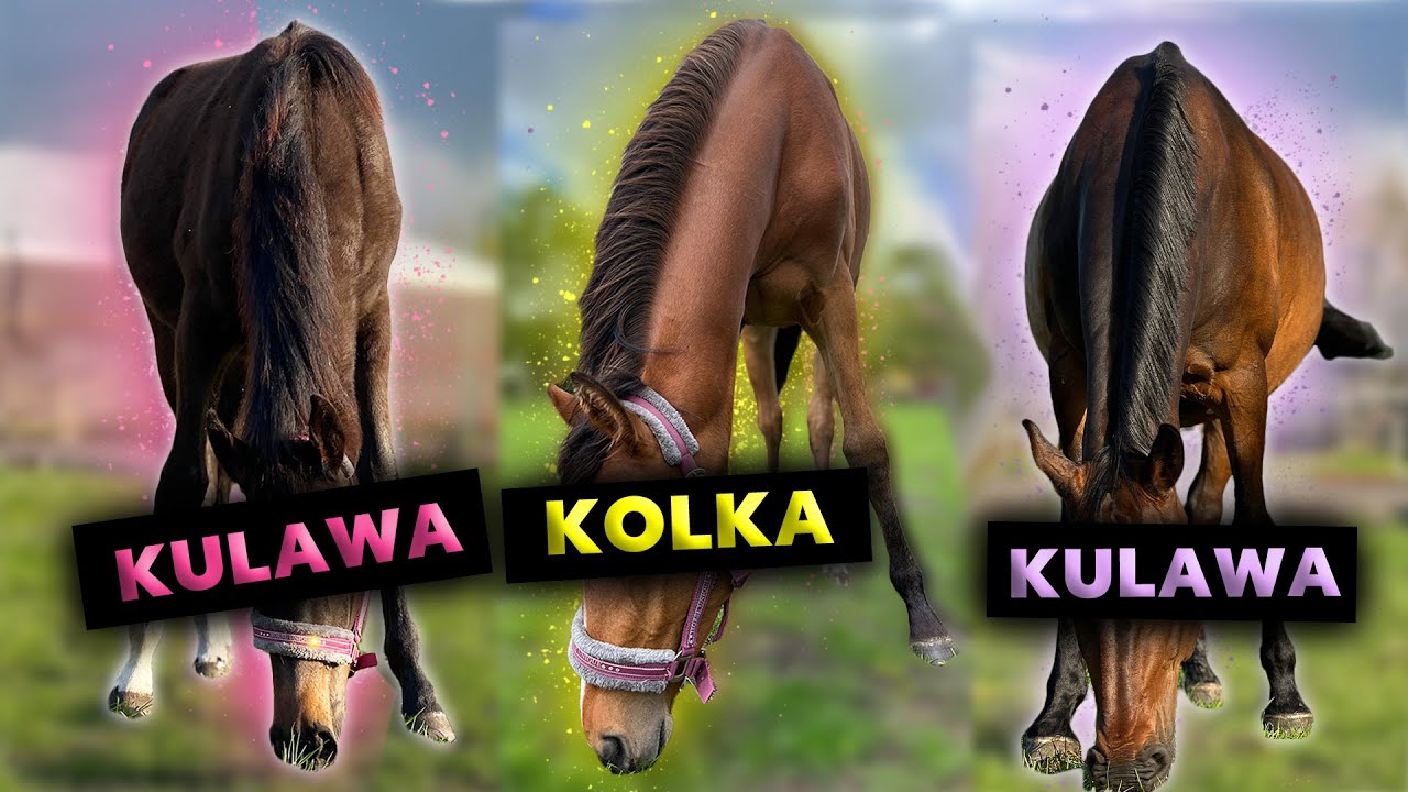 LOVKA MIAŁA KOLKĘ | PRIMA KULEJE | DILA PRZECIĄŻYŁA MIĘDZYKOSTNY 😥