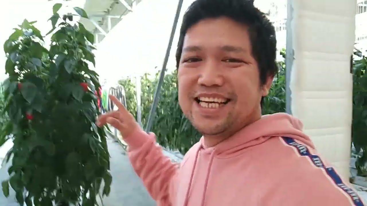 Pinoy farmer's sa greenhouse ng paprika,Nam myeon South Korea #greenhouse #paprika #korea