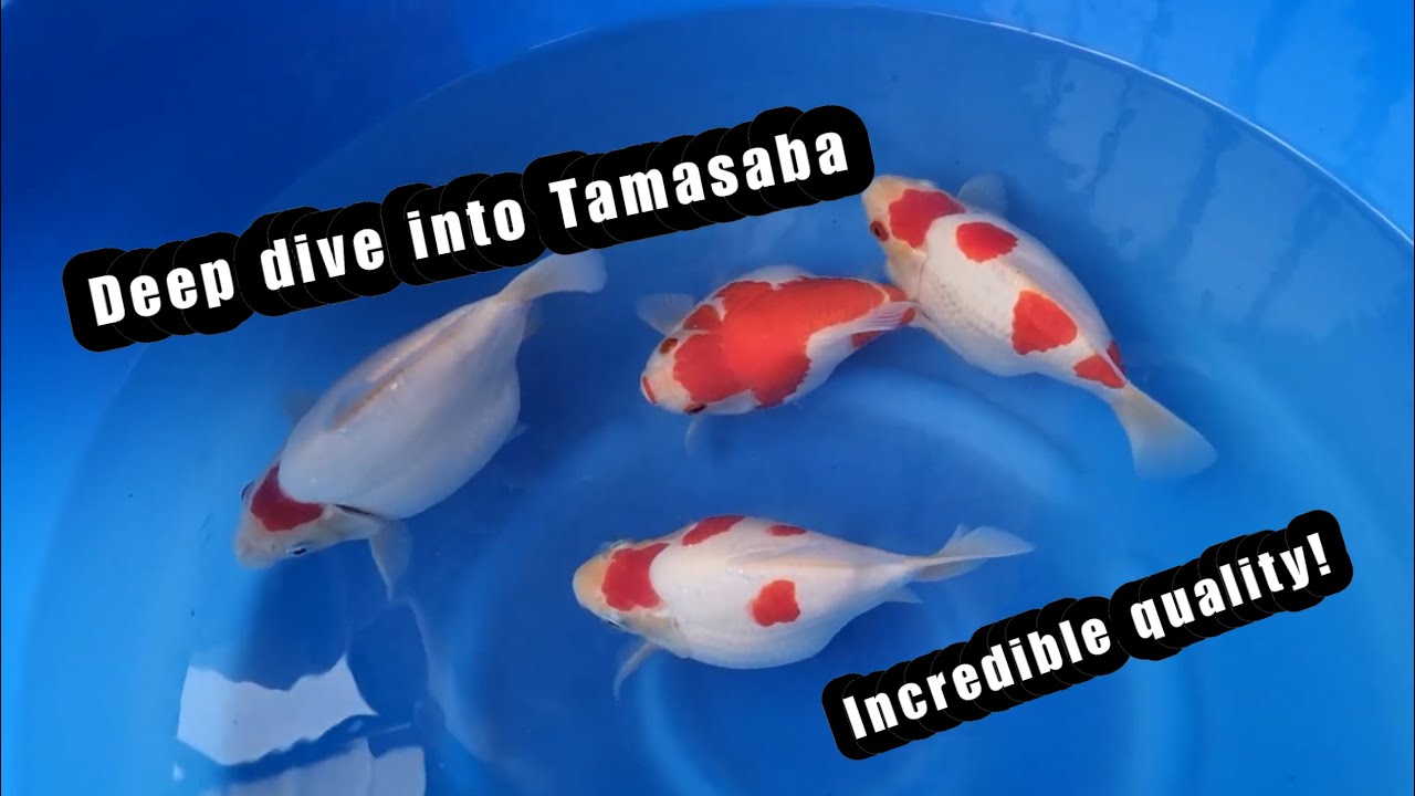 WORLD CLASS DAINICHI TAMASABA | Goldfish variety spotlight