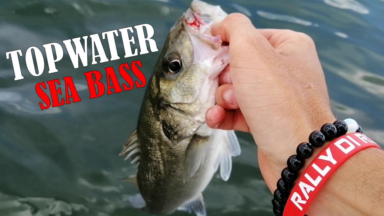 SPIGOLE E ORATE A SPINNING! Mangiate a TOPWATER in Laguna! (HD)