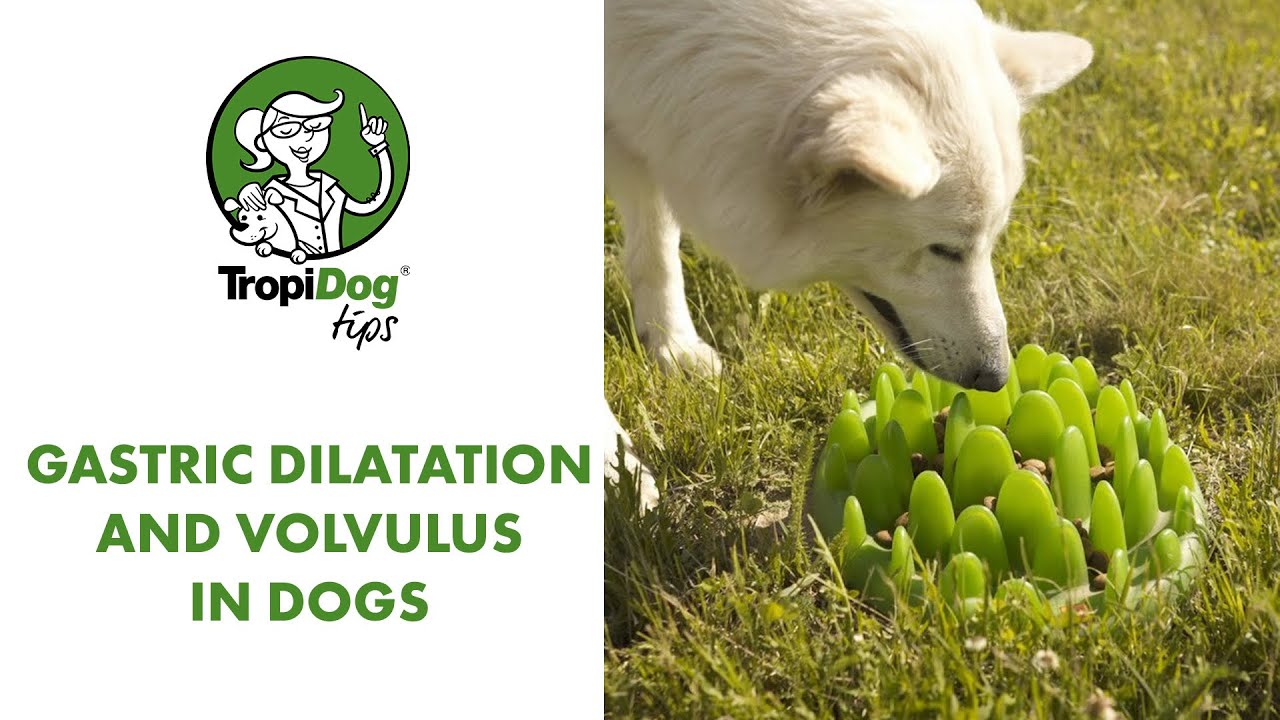 Gastric dilatation and volvulus in dogs - TropiDog tips