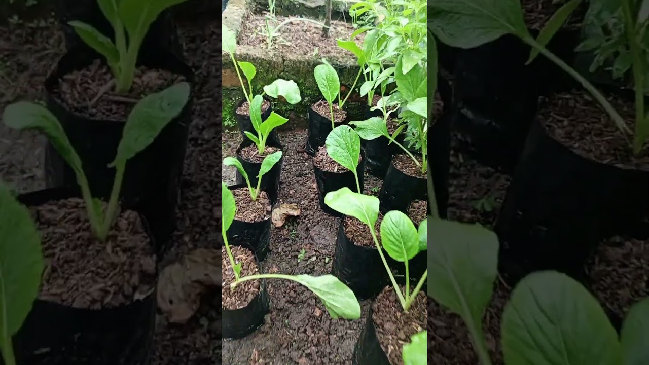 how to care for mustard greens  #garden #farmer #plants #mustardgreens