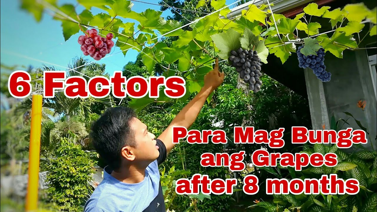 TOP 6 FACTORS PARA MAG BUNGA ANG GRAPES IN 8 MONTHS