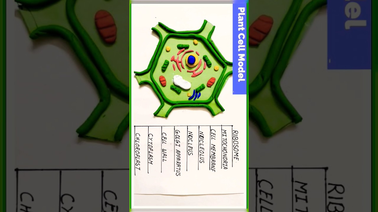 Plants cell Model #easy cardboard clay model #viralvideos #easy Model #craft