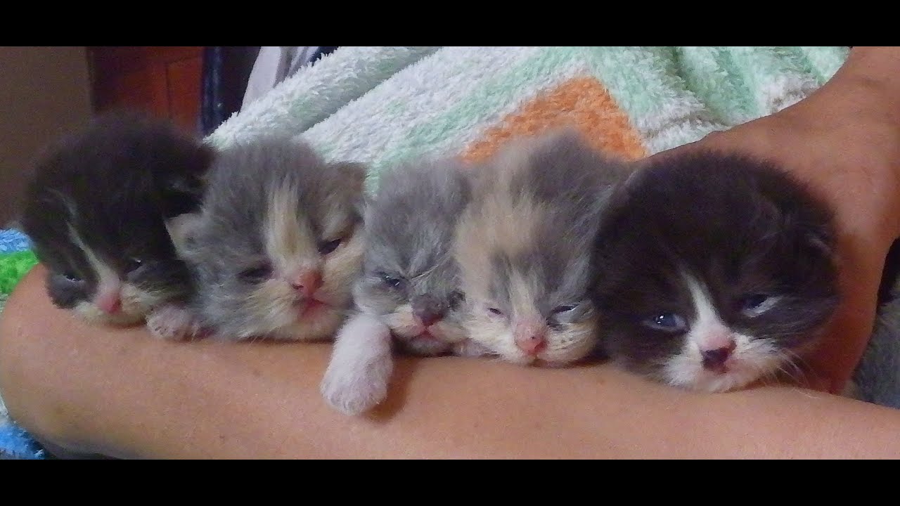 primeros 15 días de vida gatos persa