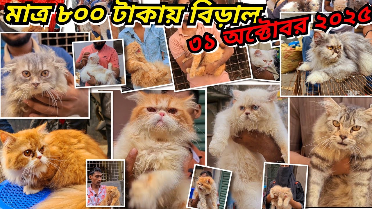 মাত্র ৮০০ টাকায় বিড়াল (31 October 2025) | Pets Market Mirpur-1 |