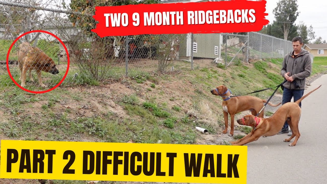 The young ridgebacks are getting better on walks, watch the changes I've made