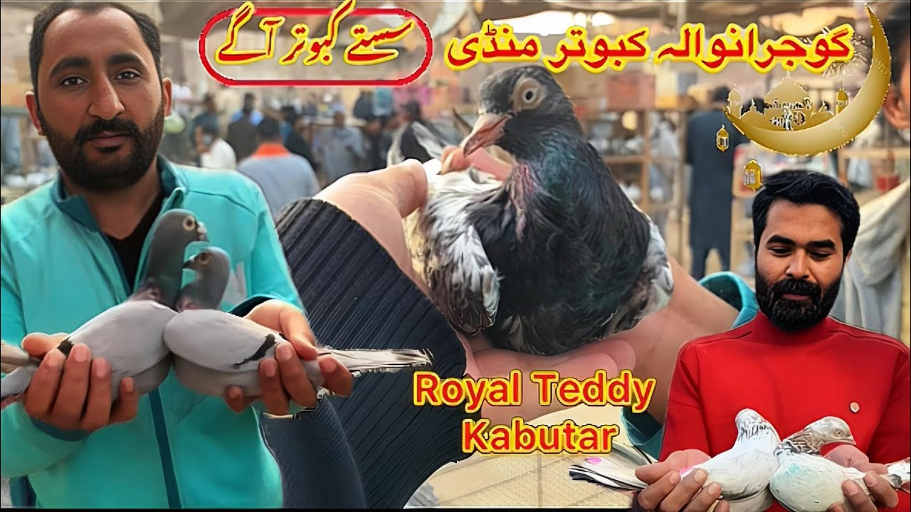 Gujranwala Kabutar Mandi || Ep 210 || گوجرانوالہ کبوتر منڈی 