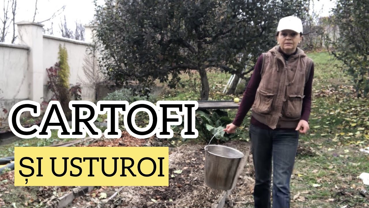Plantarea cartofului toamna in asociere favorabila cu usturoiul