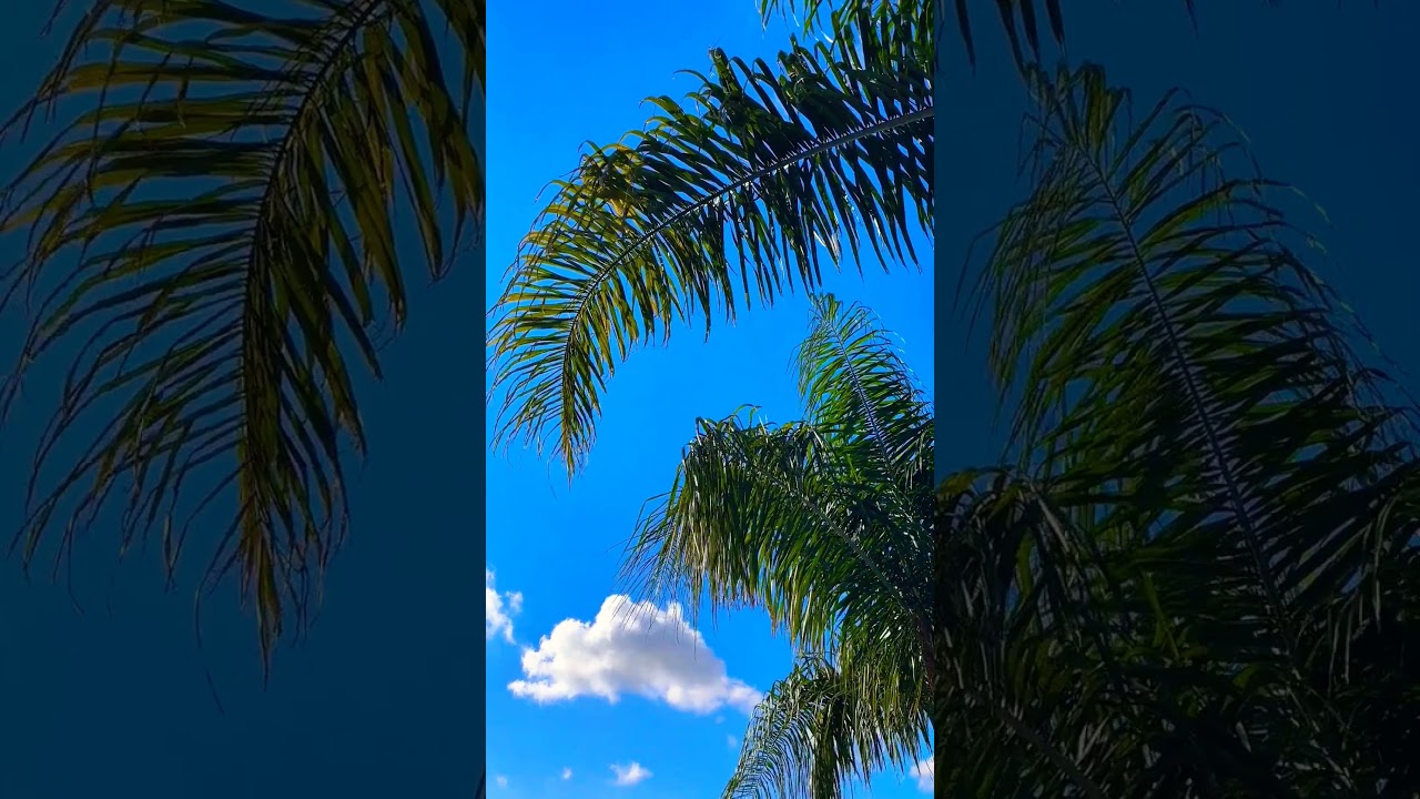 CHASING PALM TREES & SUN! #beach #nature #travel #palmtrees #youtubeshorts #viral #beach #sun
