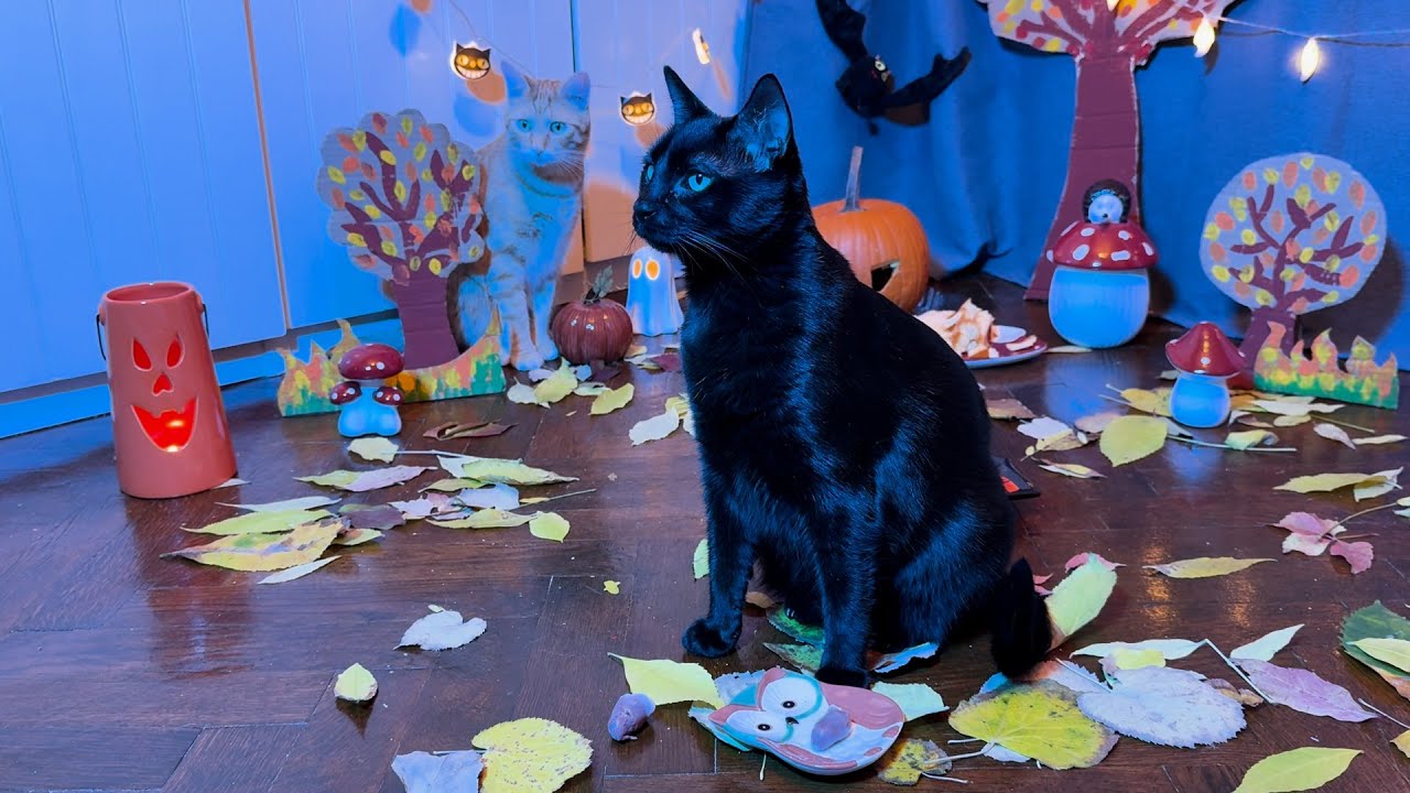 Happy Halloween