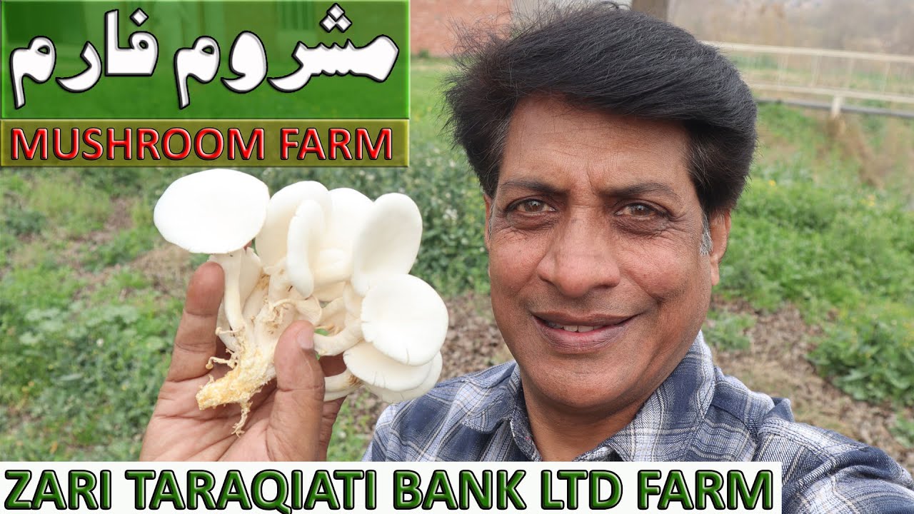 Uncover the Mystery of Mushroom Farming - ZTBL Farms Islamabad Revealed!