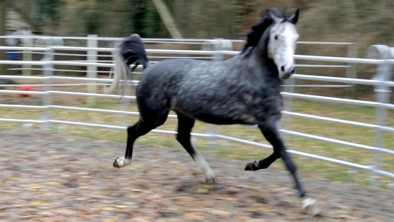 Monsterpferd und Junghengst – Falco & Bourbon zur Therapie auf Hof Eicheneck