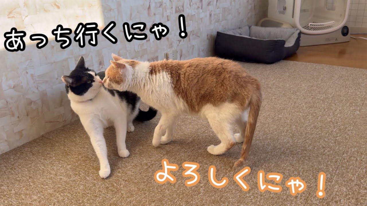 野良猫をお迎えしました！先住猫がまさかの拒否反応…