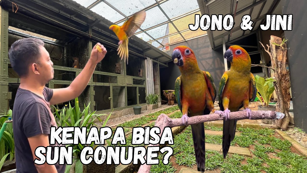 SUN CONURE, THE SMART AND ADORABLE | Episode 72