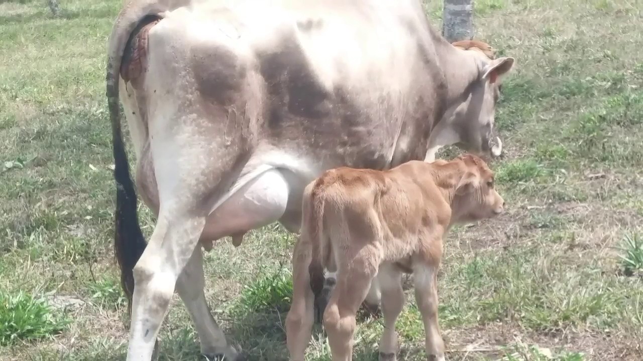 Ganadería SAN JOSE JINOTEGA NICARAGUA